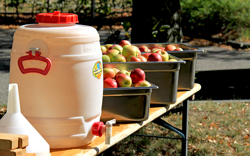 Jede Menge Äpfel warten darauf, Saft zu werden. Viele Äpfel und ein Fass mit Apfelsaft