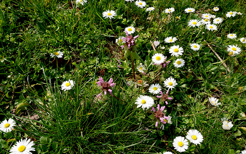 Gänseblümchen und Taubnesseln