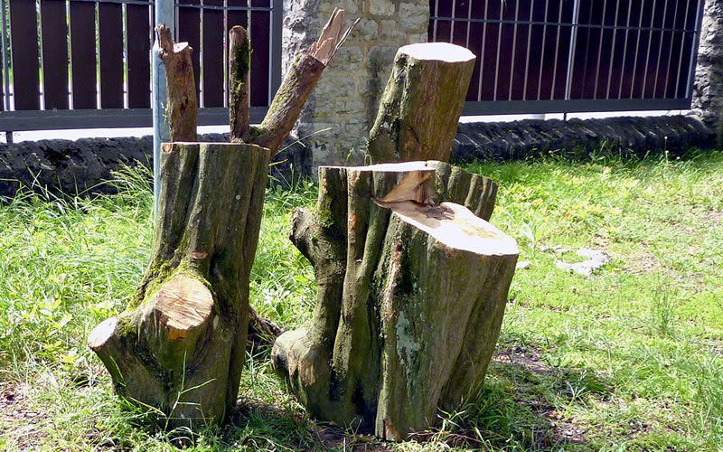 Mehrere Holzstämme aufrecht im Boden