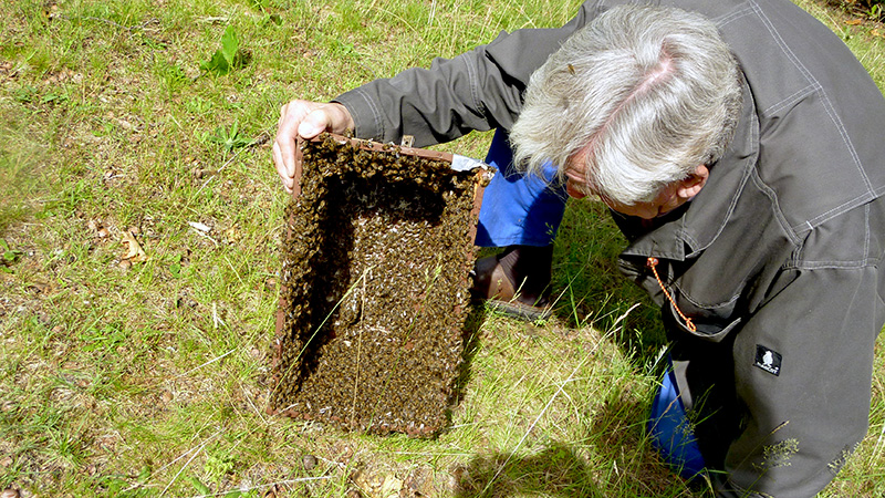 Imker schaut in eine Kiste mit einigen Bienen drin