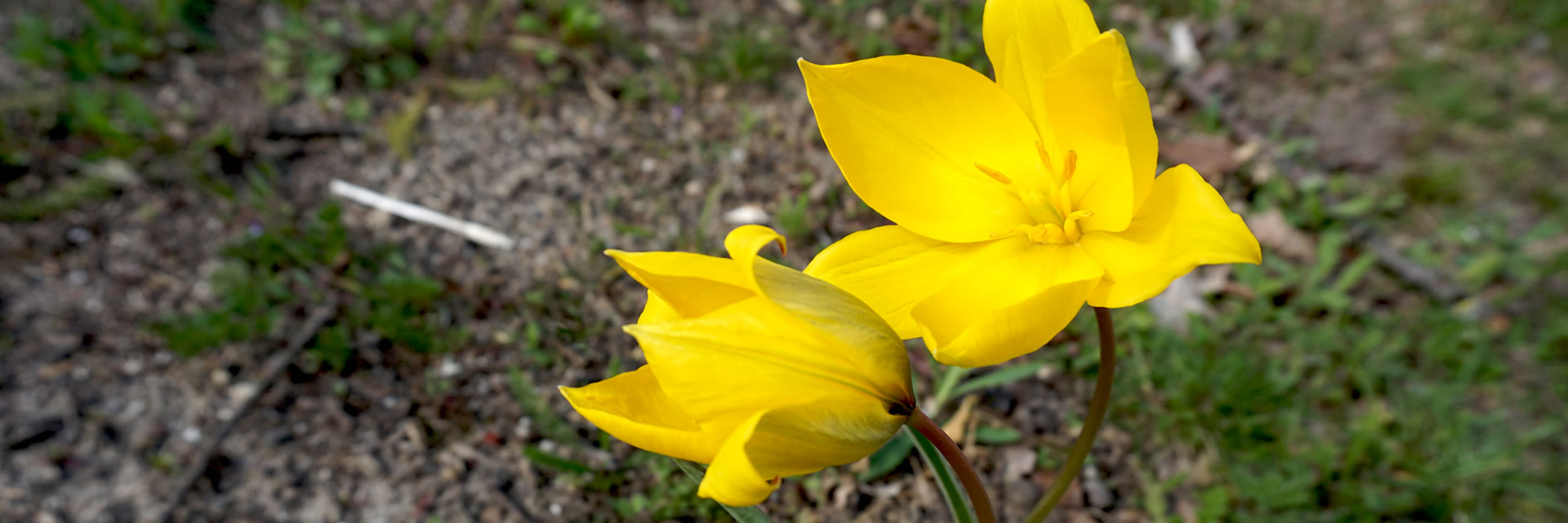 Zwei Blüten der gelben Weinbergtulpe (Tulipa sylvestris)