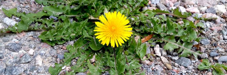 Löwenzahn mit Blüte, der aus kiesigem Weg herauswächst