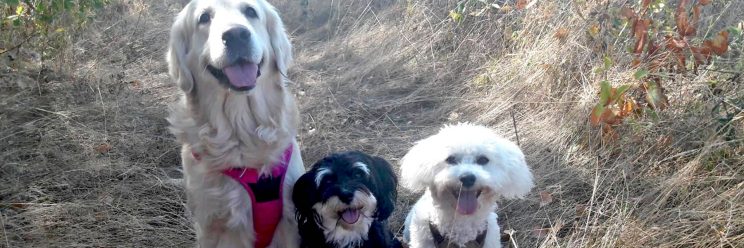 Die drei Hunde Ilaila, Kalle und Rudi