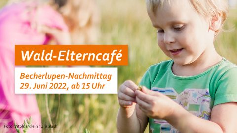 Ein Kind betrachtet eine Pflanze. Text: Wald-Elterncafé, Becherlupen-Nachmittag