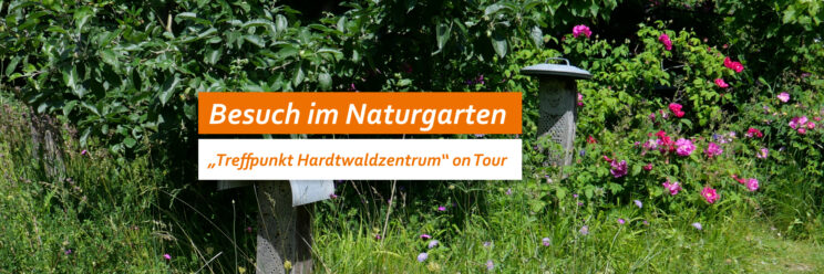 Foto: Naturgarten mit blühenden Rosen und Wildbienennisthilfen. Text: Besuch im Naturgarten. Treffpunkt Hardtwaldzentrum on Tour